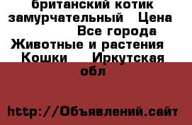 британский котик замурчательный › Цена ­ 12 000 - Все города Животные и растения » Кошки   . Иркутская обл.